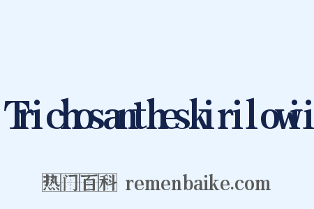 Trichosantheskirilowii是什么意思的图片